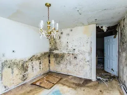 Mold growth checked in the corner of a Madison home